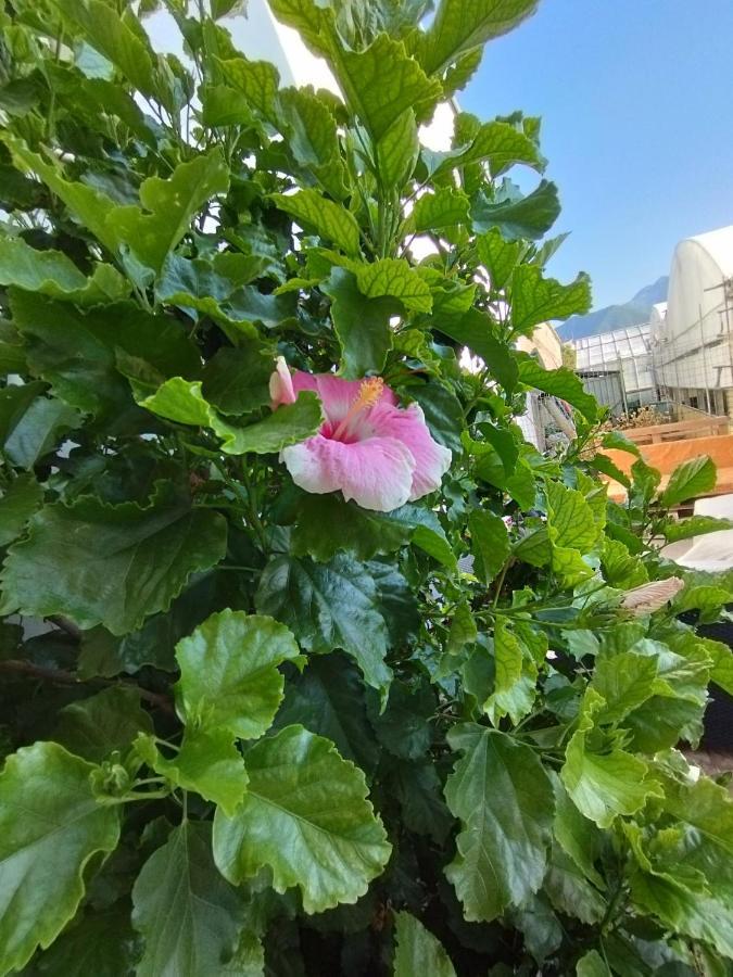 Apartment Hibiscus *