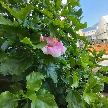 Hibiscus Apartment Castellammare di Stabia Exterior photo